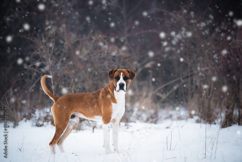 Photos of a dog from dogs shelter during his regular walk on snowy winter day.