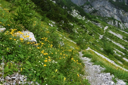 Walking trail under Crna Prst in Julian alps and Triglav national park, Slovenia with yellow ox-eye (Buphthalmum salicifolium) flowers covering the alpine meadow photo