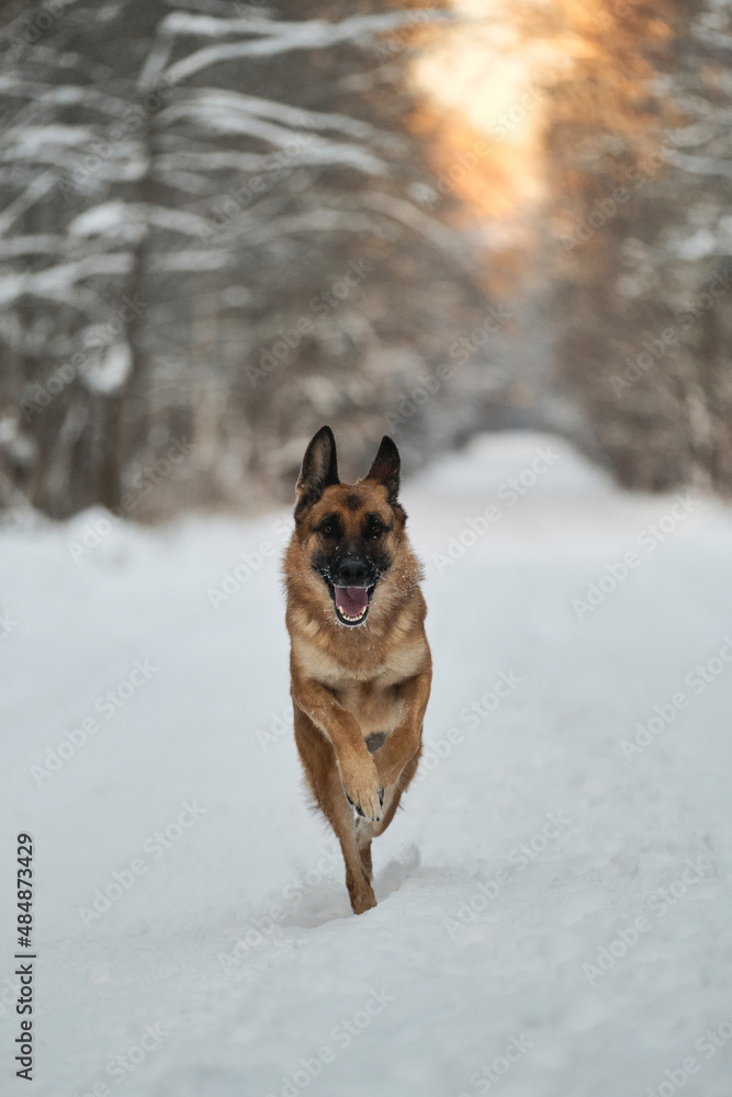 Energetic adult red German Shepherd on active walk in winter park. Thoroughbred dog runs merrily along snowy winter forest road at sunset. Happy pet having fun. Energetic adult red German Shepherd on active walk in winter park. Thoroughbred dog runs merrily along snowy winter forest road at sunset. Happy pet having fun.