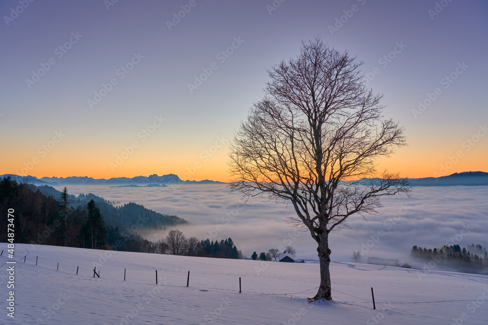sunset in the snowy Bregenzer Wald area of Vorarlberg, Austria with spectacular view on Mount Saentis above a sea of fog, Switzerland, Sulzberg, Austria, landscape sunset in the snowy Bregenzer Wald area of Vorarlberg, Austria with spectacular view on Mount Saentis above a sea of fog, Switzerland, Sulzberg, Austria, landscape