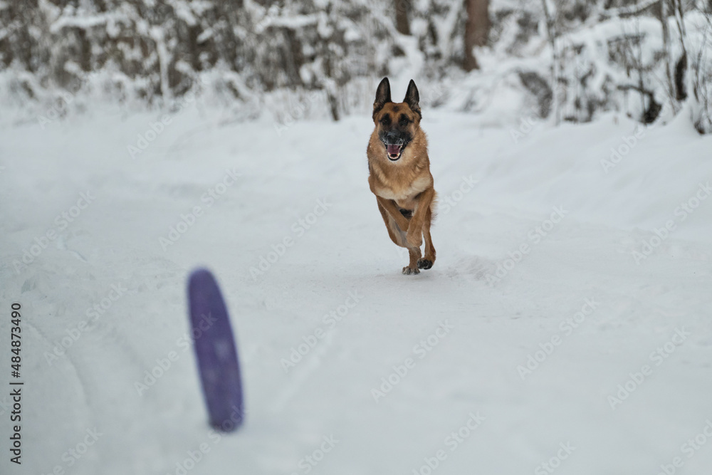 Energetic adult red haired German Shepherd on active walk in winter park chases round toy rolling on ground. Happy pet having fun. Thoroughbred dog runs merrily along snowy winter forest road.