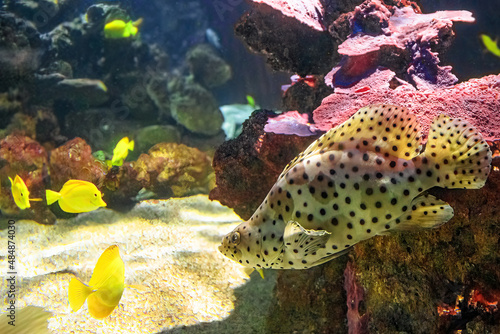 Humpback grouper or panther grouper with Yellow Tang surgeonfish, Zebrasoma flavescens in coral reef. Cromileptes altivelis species living in Western Pacific Ocean. photo