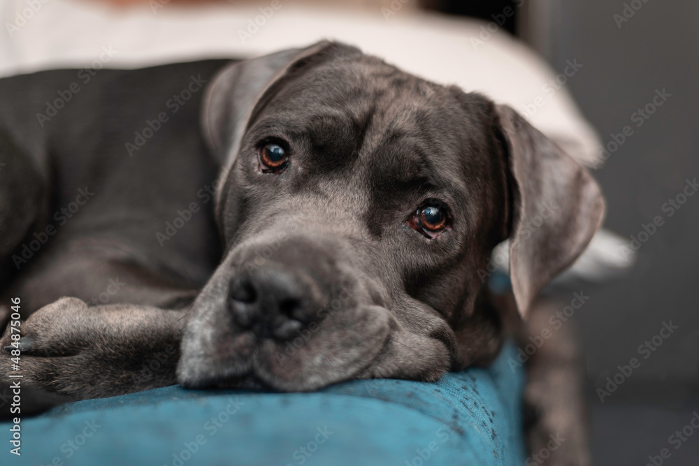 Portrait of a sleepy dog, Cane Corso breed. 
