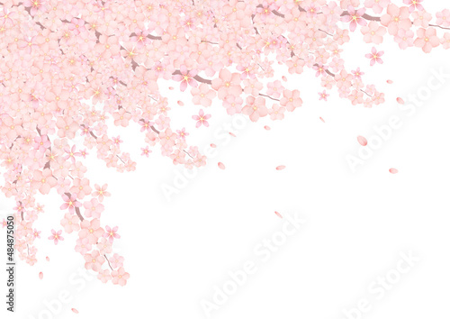 桜 さくら サクラ 背景 