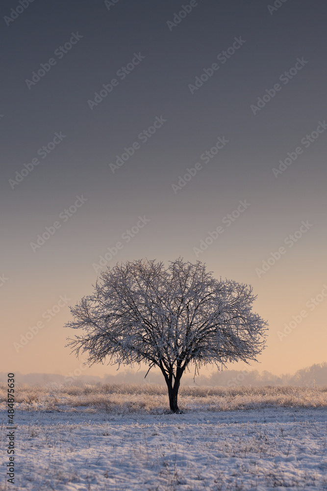 lonely tree on a winter background with a beautiful sky.
lonely tree on a winter background with a beautiful sky.