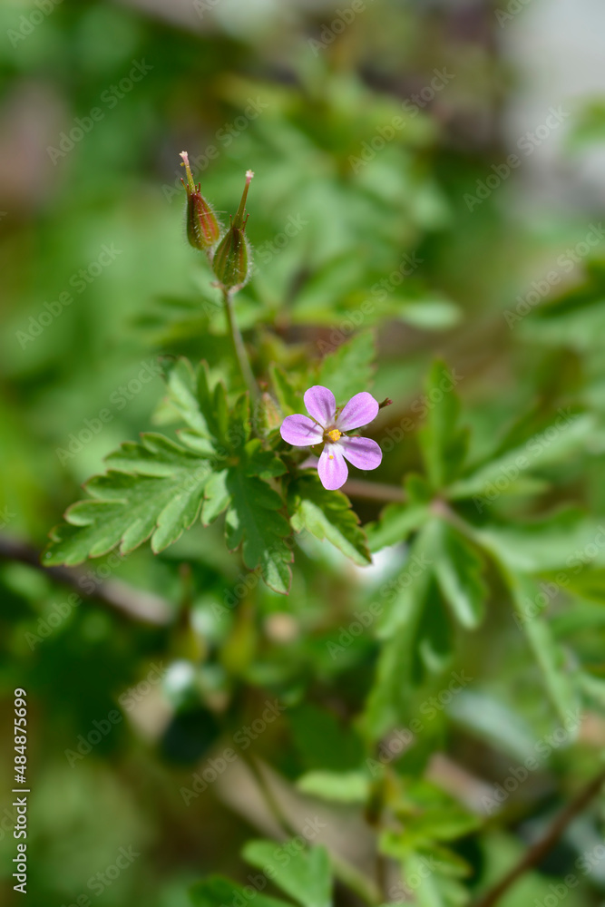 Obraz premium Little Robin