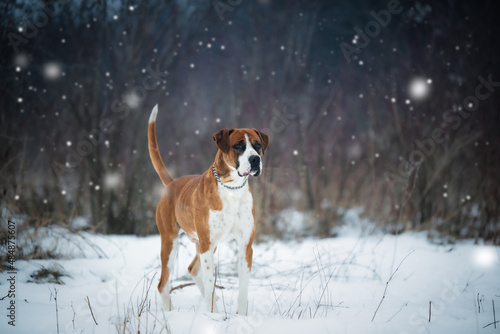 Fototapeta Naklejka Na Ścianę i Meble -  Photos of a dog from dogs shelter during his regular walk on snowy winter day.