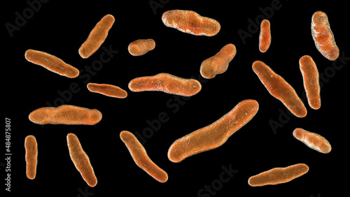 Bilophila wadsworthia bacteria, 3D illustration photo