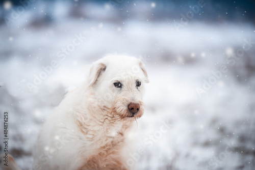 Obraz na płótnie Photos of a dog from dogs shelter during his regular walk on snowy winter day