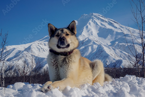 Dog in the snow with a view of the Vilyuchinsky volcano