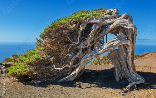 Cuadro en lienzo Canary Islands juniper (Juniperus phoenicea) at Nature Reserve El Sabinar - El H