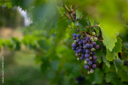 Wallpaper Mural Wine grapes in a vineyard Torontodigital.ca