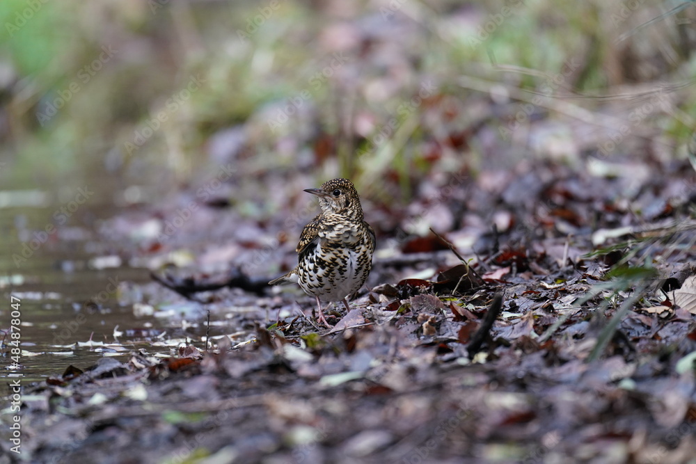 scaly thrush on the ground scaly thrush on the ground