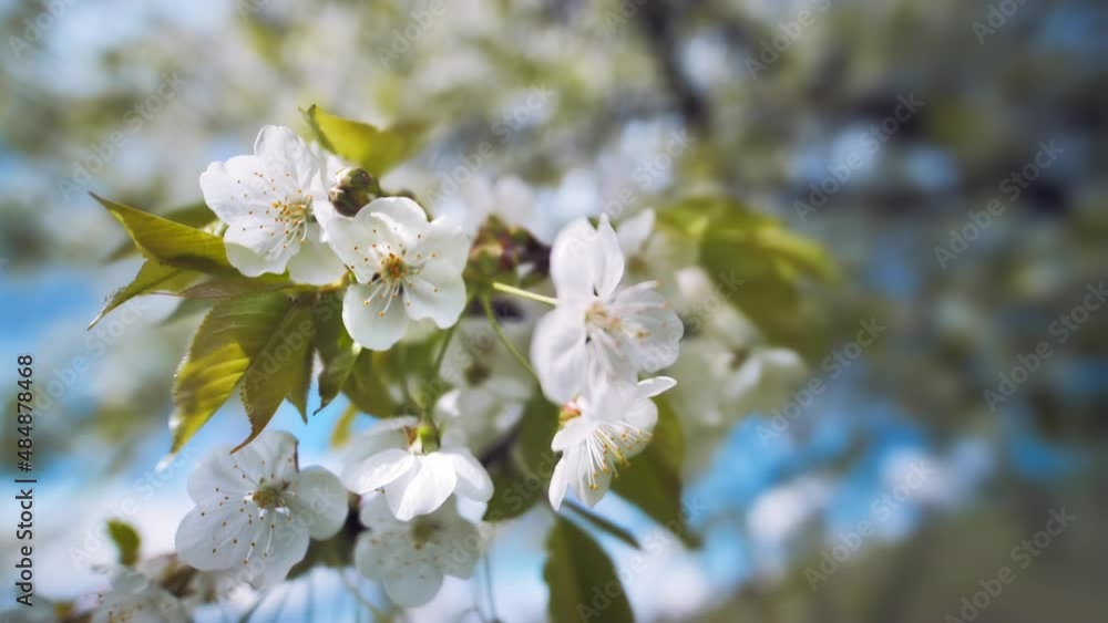 White blossoms on a branch in beautiful bright sunlight with clear blue sky in the background, the camera moving forward
White blossoms on a branch in beautiful bright sunlight with clear blue sky in the background, the camera moving forward