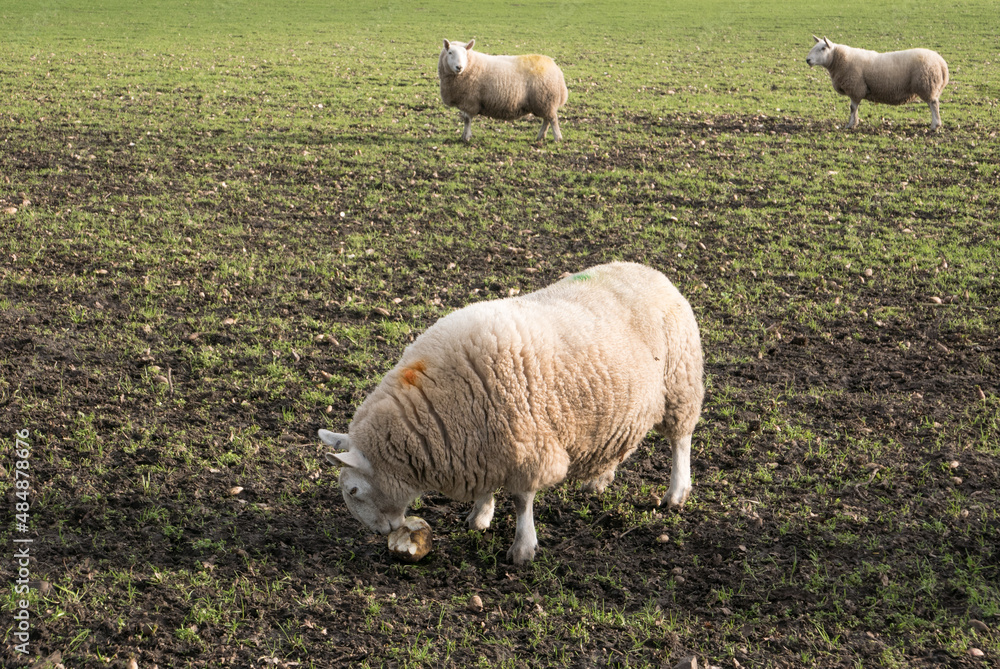 Obraz premium Sheep eating turnips in a field
