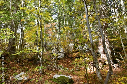 Fototapeta Naklejka Na Ścianę i Meble -  Autumn broadleaf, temperate, deciduous forest in yellow and green colors