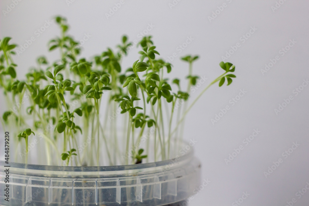 tiny young green fresh lettuce in a plastic pot close-up for a healthy diet after COVID-19 or vegetarian tiny young green fresh lettuce in a plastic pot close-up for a healthy diet after COVID-19 or vegetarian