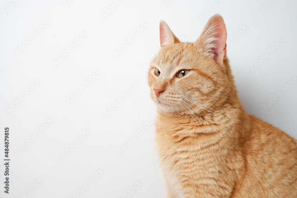 Portrait of a red cat. Satisfied cat on the background of a white wall. Pet at home. advertising animals goods banner concept. Portrait of a red cat. Satisfied cat on the background of a white wall. Pet at home. advertising animals goods banner concept.