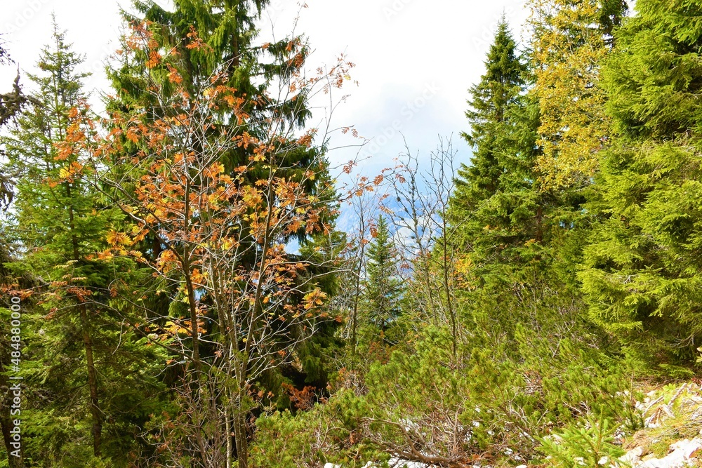 Rowan (Sorbus aucuparia) tree in yellow and red autumn colors next to other conifer trees Rowan (Sorbus aucuparia) tree in yellow and red autumn colors next to other conifer trees