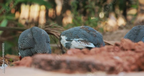 Goa, India. Domestic Guineafowl Birds Walking On Farm photo