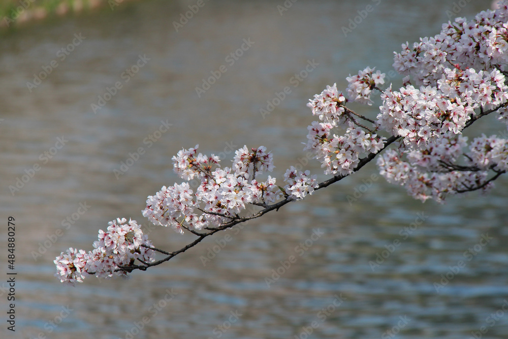 Naklejka premium blooming cherry tree in a park in kyoto in japan