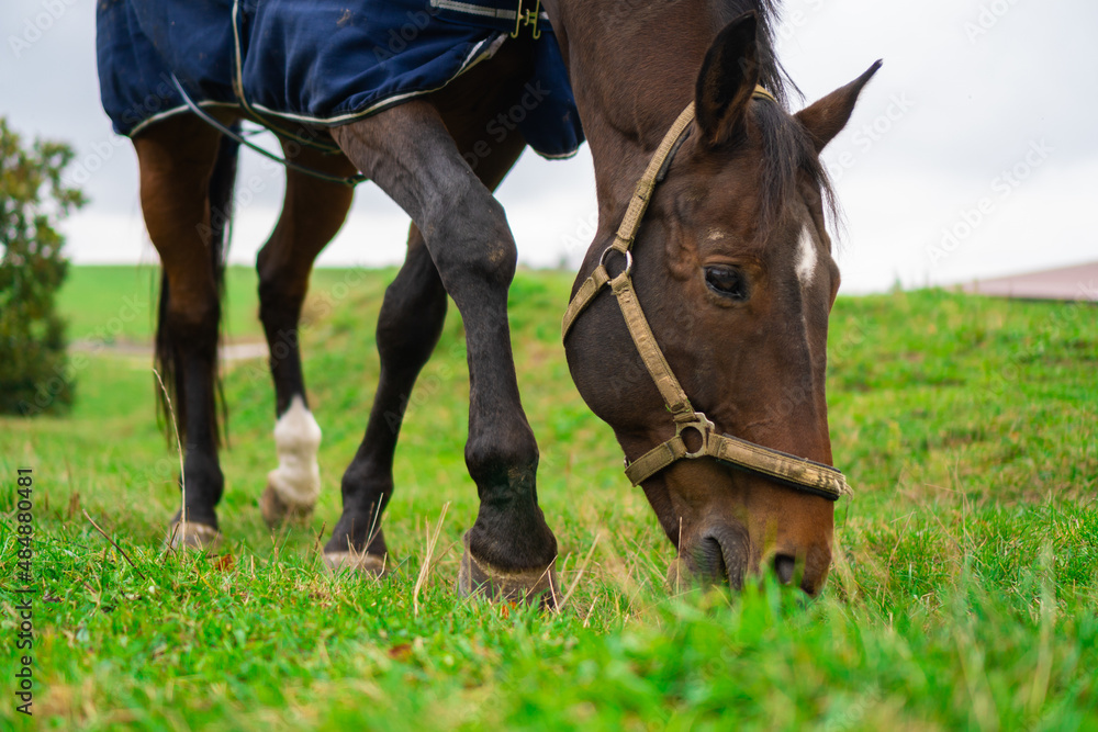 Obraz premium beautiful domesticated horse of brown color eating grass in the farm