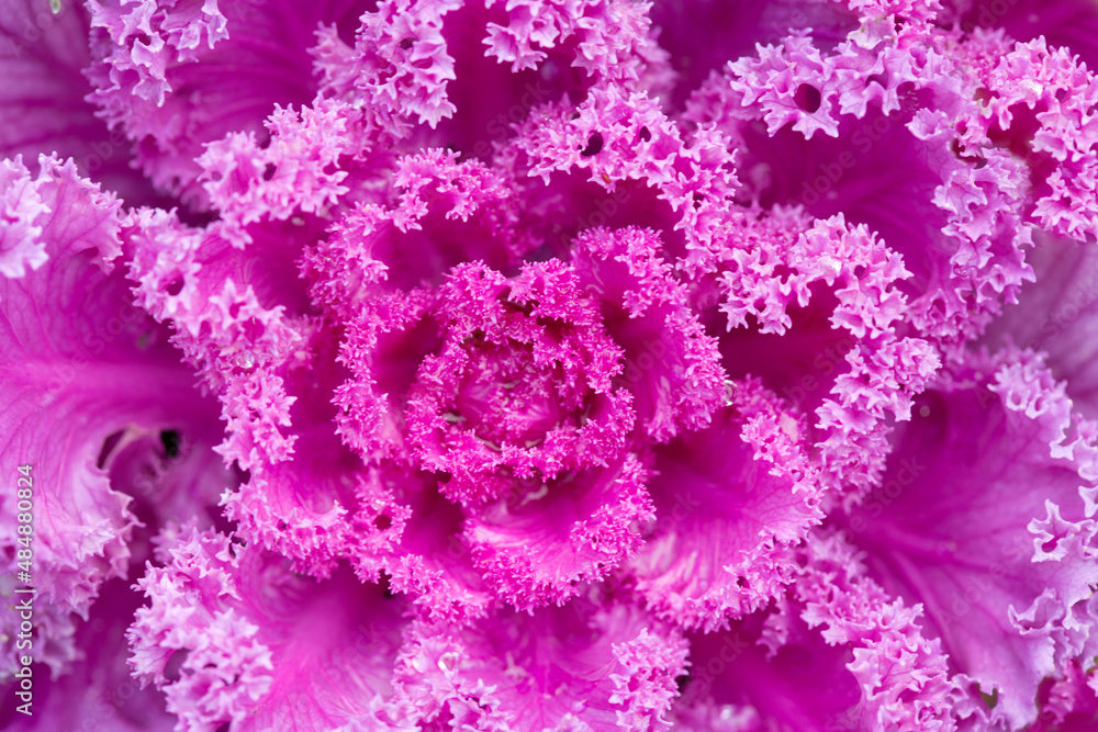 Pink decorative fall kale cabbage, macro shot Pink decorative fall kale cabbage, macro shot