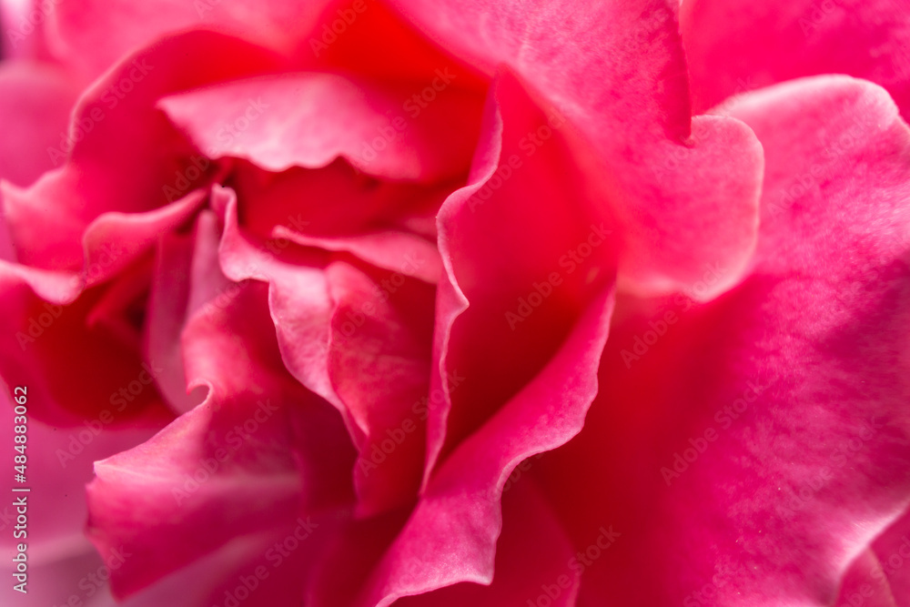 pink rose macro close-up background