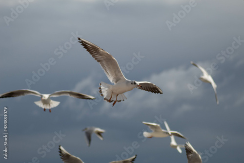 Seagull © MATT il grafico