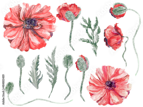 collection of illustrations watercolor red poppies with drop buds and leaves in vintage style separatelyisolated on white background