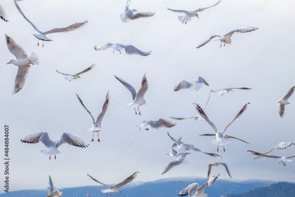 Fototapeta premium Seagull