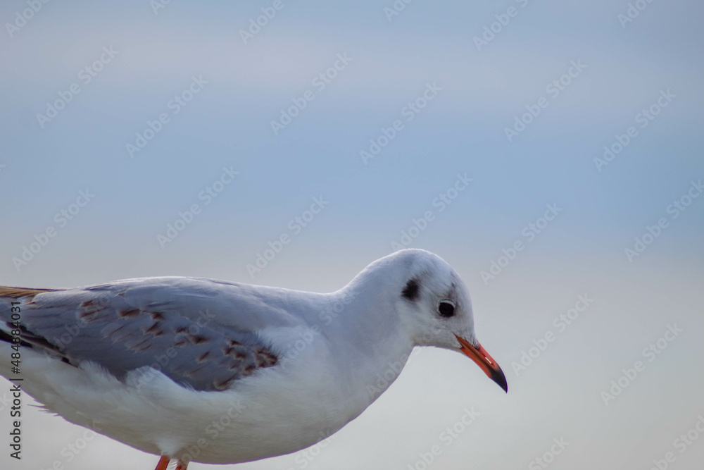 Obraz premium Seagull