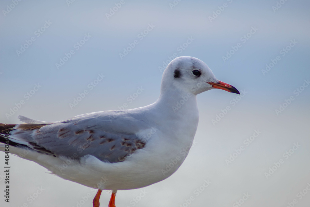 Obraz premium Seagull