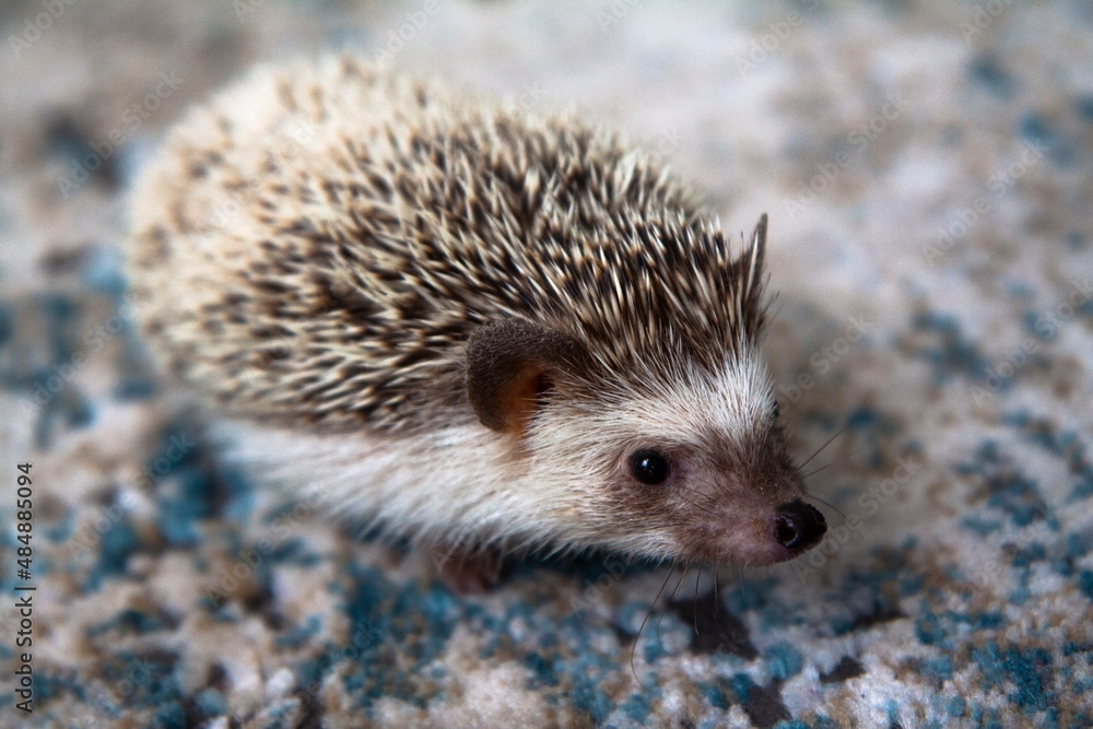 Fototapeta premium hedgehog on the ground