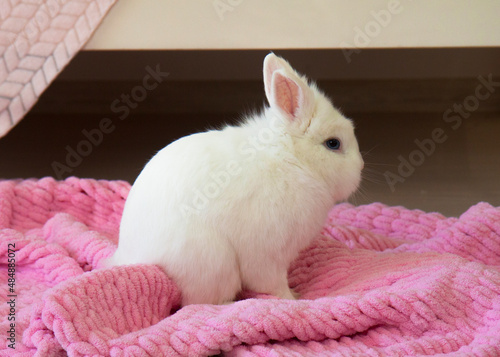 white rabbit on pink background