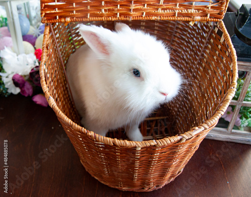 rabbit in a basket