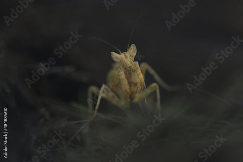 Praying Mantis © rizaarif