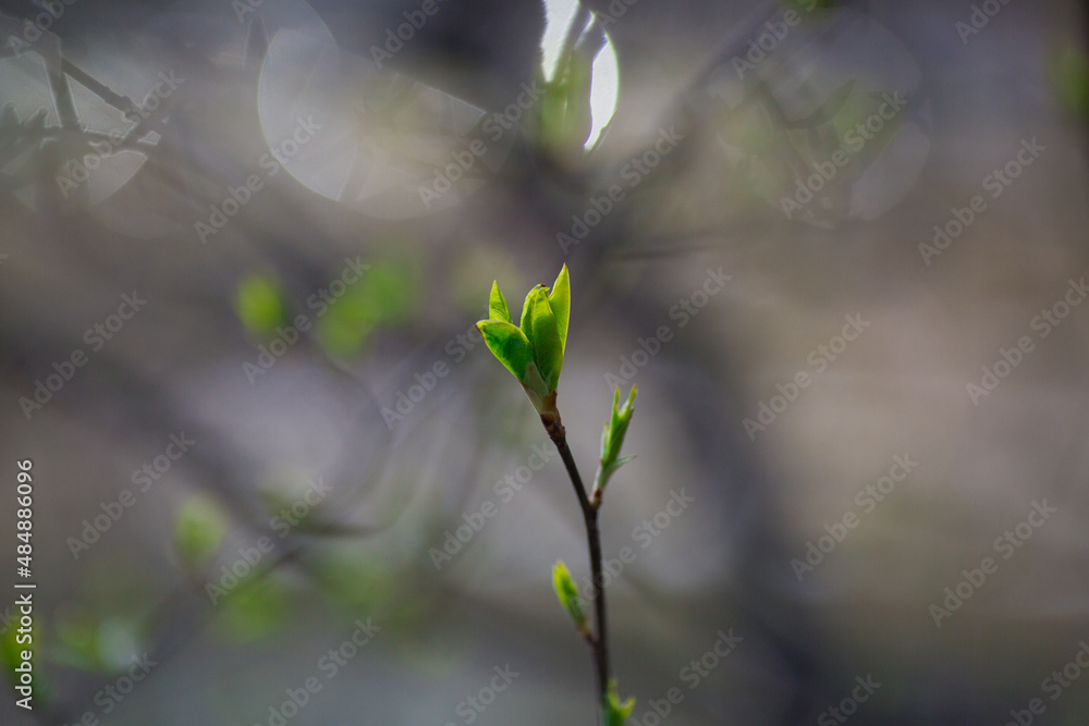spring in the forest