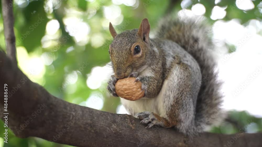 Squirrel in the park eating a nut. video 4 k. Squirrel in the park eating a nut. video 4 k.