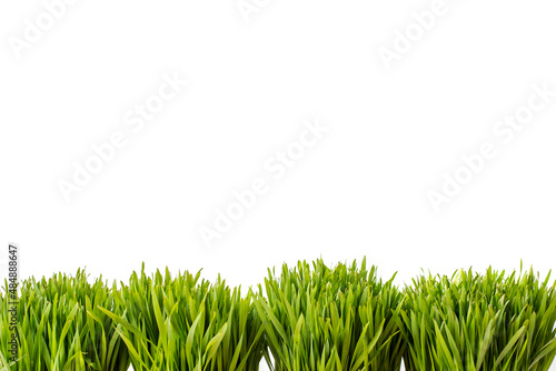 Fresh green wheat sprouts. Health concept