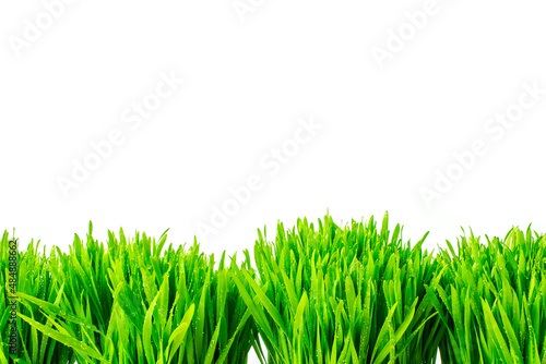 Fresh green wheat sprouts. Health concept