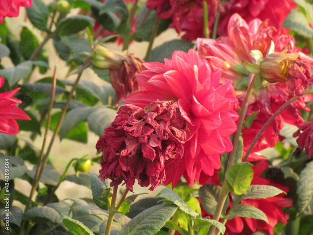 Beautiful Flowers with vibrant color Beautiful Flowers with vibrant color