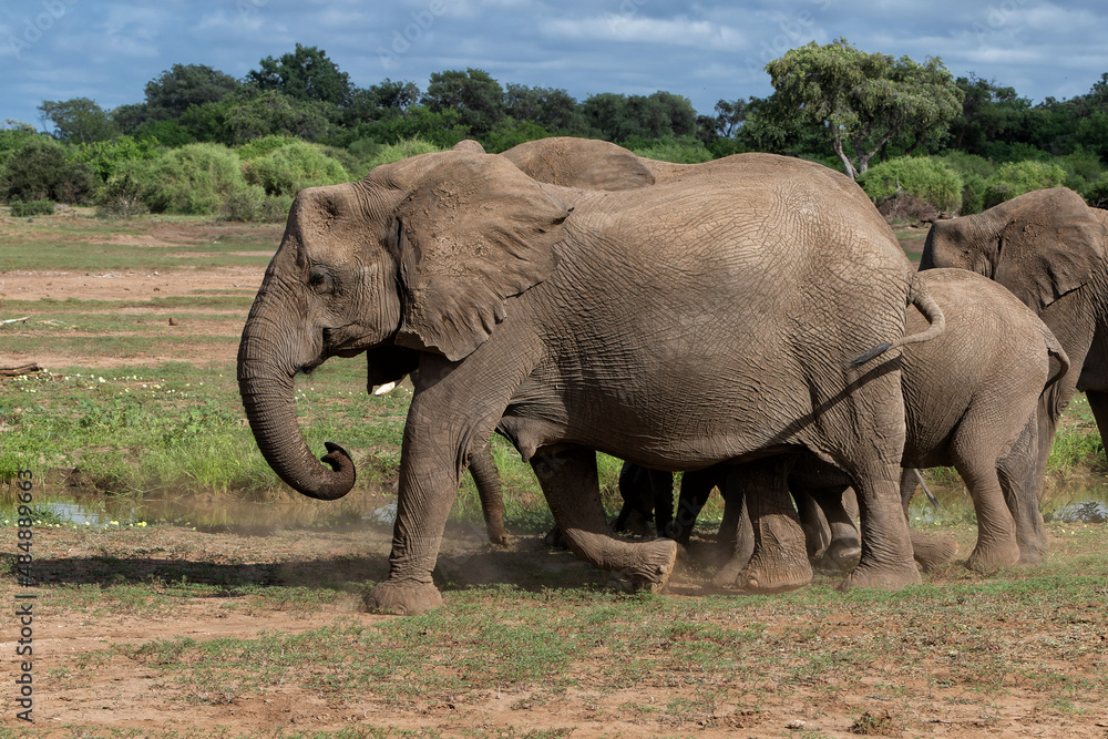 Fototapeta premium Elephant herd walking in the green season in a Game Reserve in the Tuli Block in Botswana