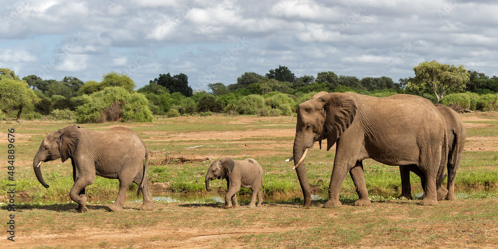 Elephant herd walking in the green season in a Game Reserve in the Tuli Block in Botswana