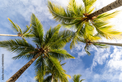 Fototapeta Naklejka Na Ścianę i Meble -  palm tree on sky