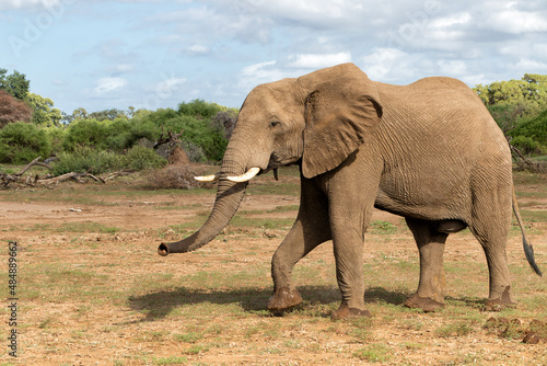 Elephant walking in Mashatu Game Reserve in the Tuli Block in Botswana