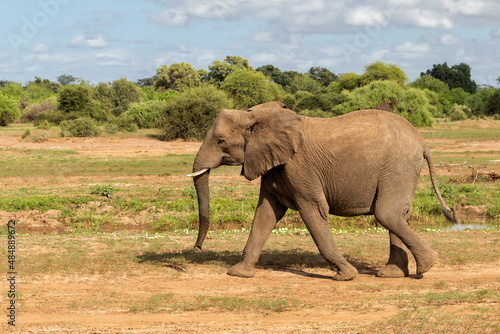 Elephant walking in Mashatu Game Reserve in the Tuli Block in Botswana