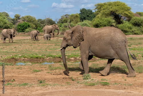 Elephant herd walking in the green season in a Game Reserve in the Tuli Block in Botswana