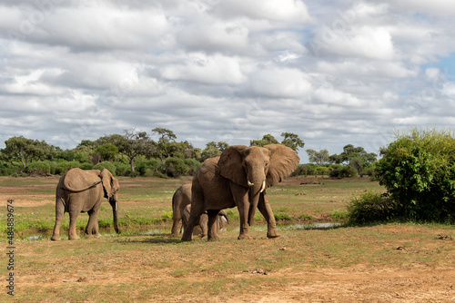 Elephant herd walking in the green season in a Game Reserve in the Tuli Block in Botswana