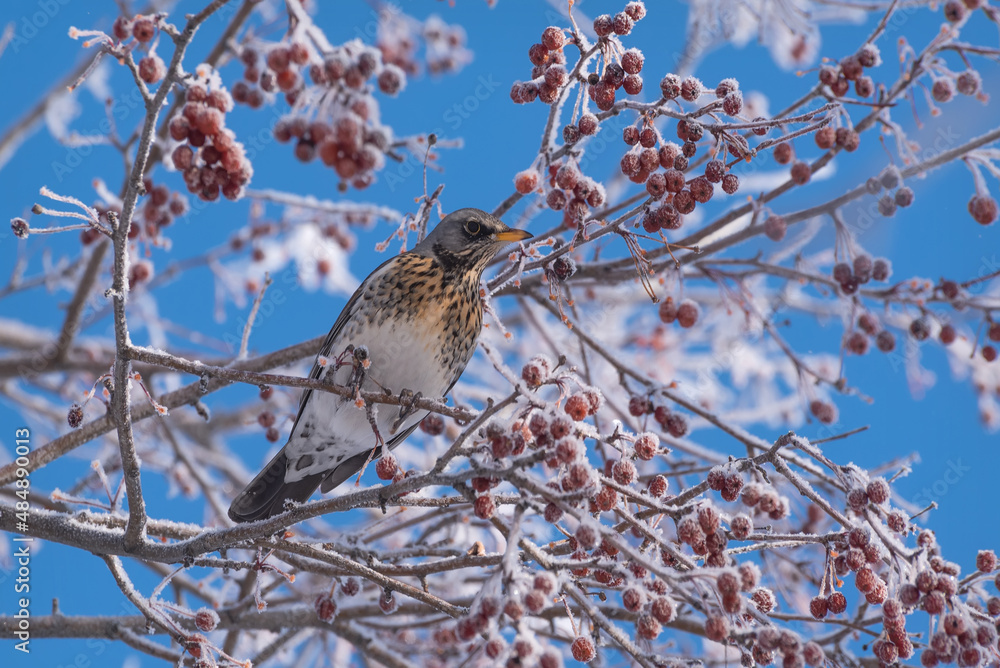 thrush fieldfare apple tree hoarfrost snow winter thrush fieldfare apple tree hoarfrost snow winter
